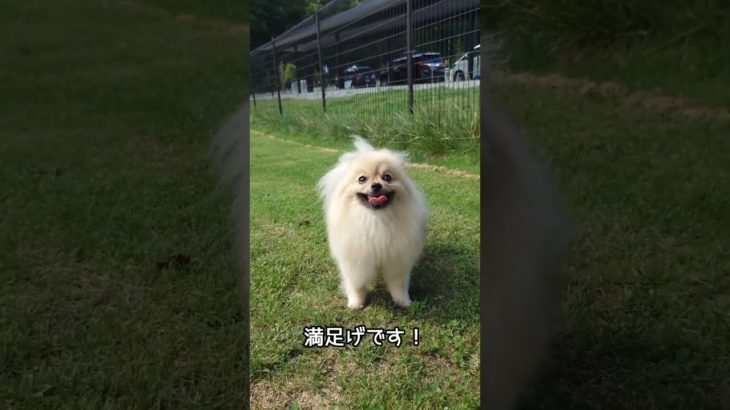 【最高の1日】ペットフェス×ポメラニアンオフ会🐾💓 #Shorts #YouTubeショート #youtubeshorts