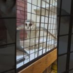 ふくろう日記1112