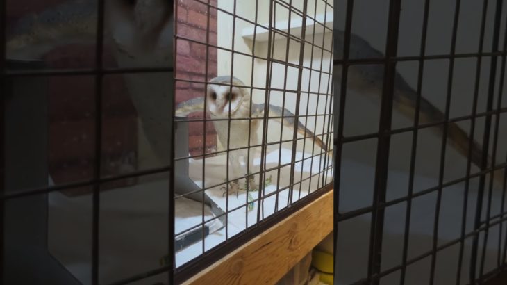 ふくろう日記1112