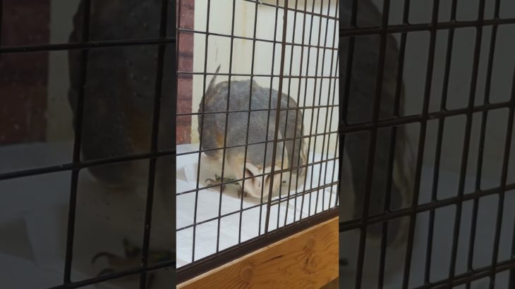 ふくろう日記1122