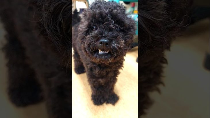 初めてのお泊まりは超不安！タイニープードル・たぴおか君1歳3ヶ月 #tinypoodle #toypoodle #dog #タイニープードル #トイプードル #ペットホテル #佐野市