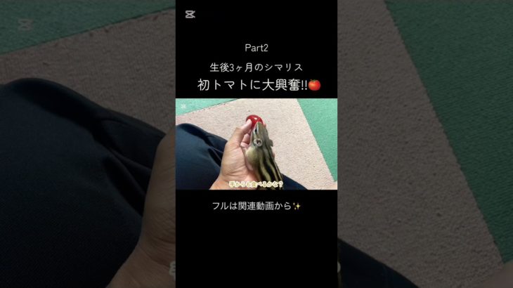 パート2です！ #リス #シマリス #ペットの暮らし #動物 #ペット #ペットのいる暮らし #シマリスのいる生活 #小動物 #リスのある暮らし