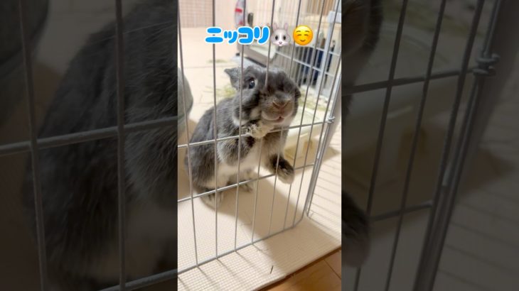 うさフェスタ秋2025【うさぎの動画コンテスト応募作品】「キラキラ笑顔」