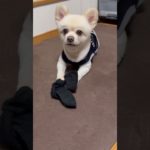 【ふくちゃん】娘ちゃんの靴下に執着する犬/2025.8#ペット#ポメラニアン#犬のいる暮らし#犬あるある