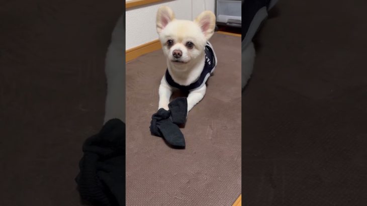 【ふくちゃん】娘ちゃんの靴下に執着する犬/2025.8#ペット#ポメラニアン#犬のいる暮らし#犬あるある