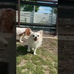 2025/09/07 ペットホテルの動画です🐶