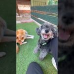 2025/09/30🐶老犬ホーム