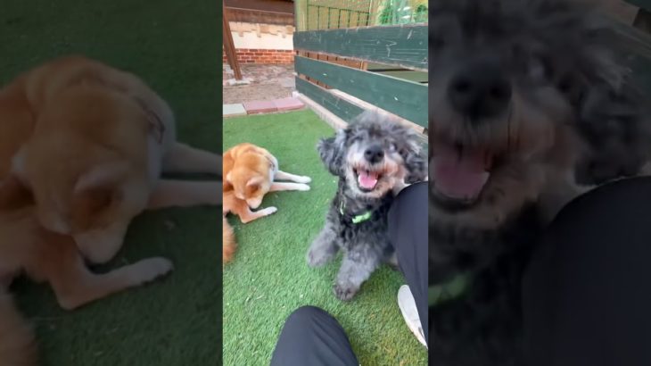 2025/09/30🐶老犬ホーム