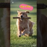 ドジすぎるペットの爆笑シーン3連発 #爆笑 #どうぶつ  #ペット#犬#ネコ#うさぎ