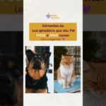 Alimentos para potencializar a saúde do seu pet | Vet Nutri Indica
