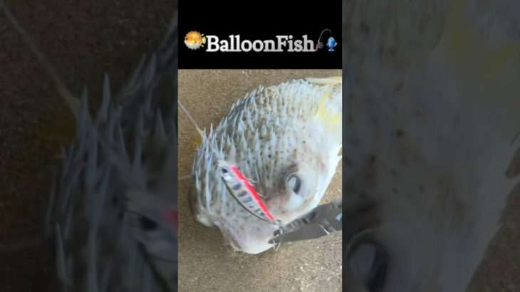 🐡BalloonFish🎣#fishing#pufferfish