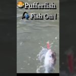 🐡BalloonFish🎣#fishing#pufferfish