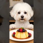 🐶✨ Bichon Frise ASMR | Eating Pudding Sounds | Cute & Relaxing Pet Video