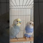 “রঙিন বাজরিকা পাখি 🐦 | Budgerigar Love & Care | Beautiful Pet Bird Moments”