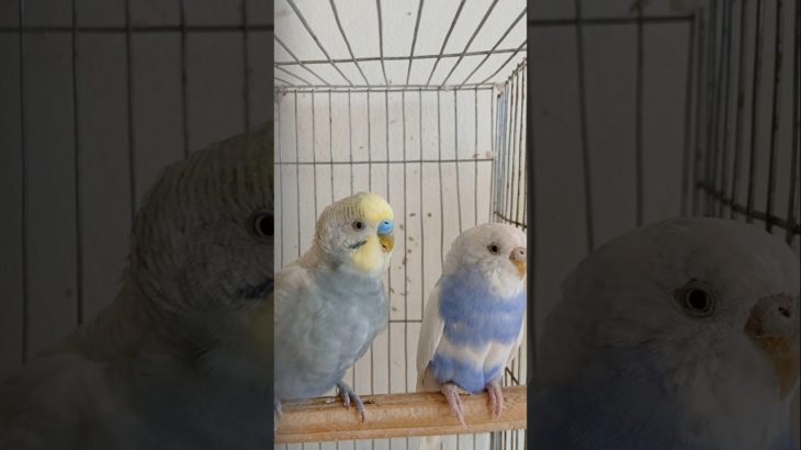 “রঙিন বাজরিকা পাখি 🐦 | Budgerigar Love & Care | Beautiful Pet Bird Moments”