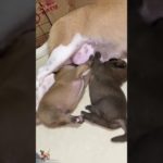 Cute #pet #pets #dog #dogs #foryou #cute #funny #viralshorts #viral