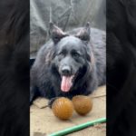 Do You Ever Just Look At Your Pet? 😍