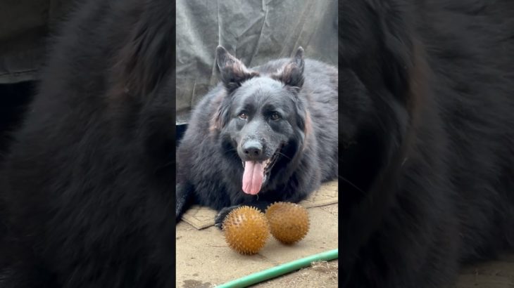 Do You Ever Just Look At Your Pet? 😍