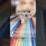 【ポメラニアン】穴開きペットボトルでエサをGETせよ! #ポメラニアン #japan #dog