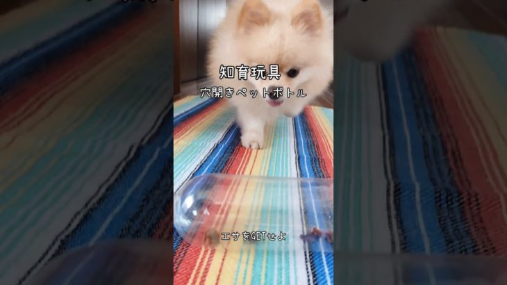 【ポメラニアン】穴開きペットボトルでエサをGETせよ! #ポメラニアン #japan #dog