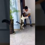 KUCING PELIHARAAN SEBAGAI  OBAT TERAPI MENTAL