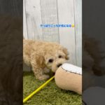 MIX犬（マルチーズ×トイプードル）コーネル君　里親募集中です✨