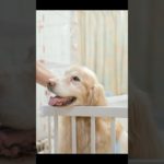 【ペットホテル】Mamoboo 川越・嵐山　ご予約受付中