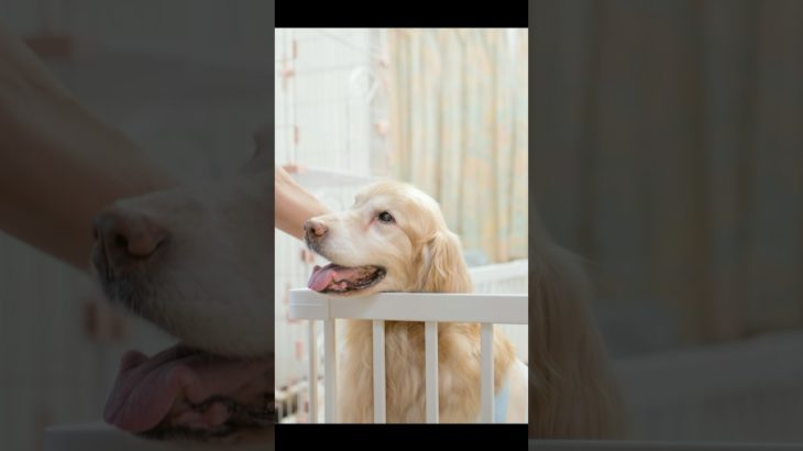 【ペットホテル】Mamoboo 川越・嵐山　ご予約受付中