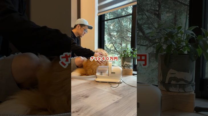 ペット保険って無駄じゃない？って話#犬 #猫#コスパ#わんだブログ#NISA