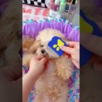 #Pet supplies recommendation# Dogs are pets but also family members#cute #puppy #shorts🐶 #shortsfeed