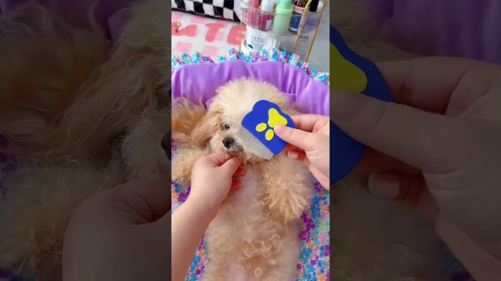 #Pet supplies recommendation# Dogs are pets but also family members#cute #puppy #shorts🐶 #shortsfeed