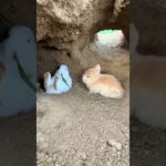 Tavşan yakalama orjinal Golden Sun Catching rabbit, cute pet debut plan, original Rabbit Golden Sun