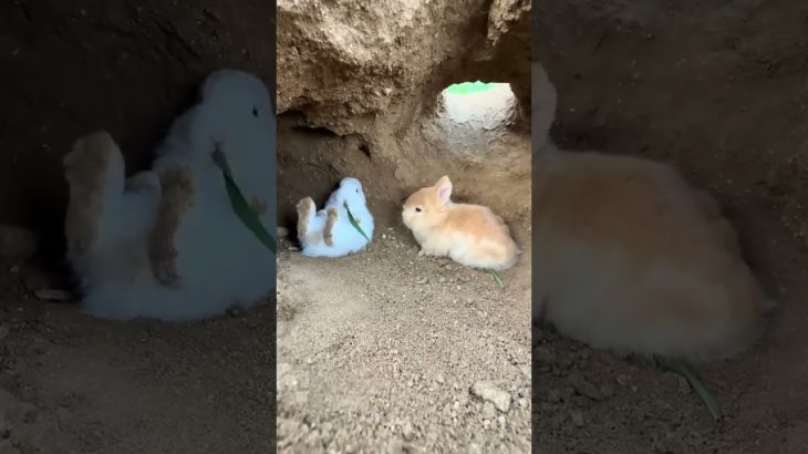 Tavşan yakalama orjinal Golden Sun Catching rabbit, cute pet debut plan, original Rabbit Golden Sun