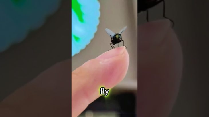 This man keeps a fly as a pet #shots #movie #drama #film