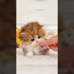 Ticklish Cat and Dog 😂🐱🐶 | Funny & Cute Pet Reactions #ticklishcat #ticklishdog #funnycats