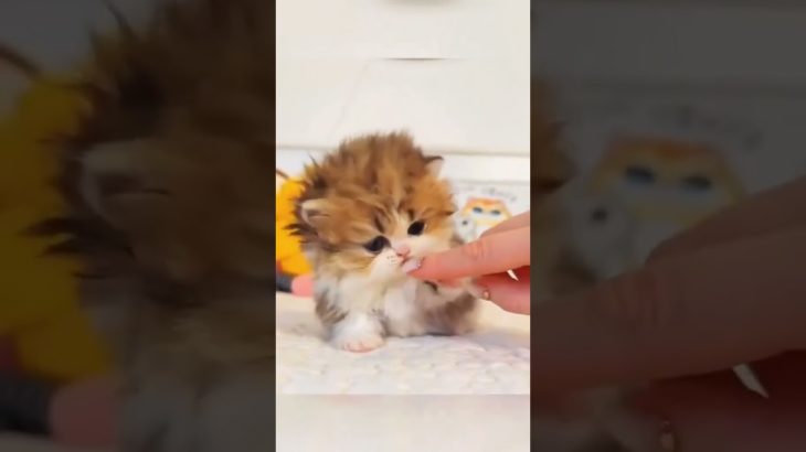 Ticklish Cat and Dog 😂🐱🐶 | Funny & Cute Pet Reactions #ticklishcat #ticklishdog #funnycats