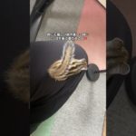 TikTokでいただいたコメントについて！ #シマリス #ペットの暮らし #リス #動物 #ペットのいる暮らし #シマリスのいる生活 #ペット #小動物 #リスのある暮らし #リスのいる生活