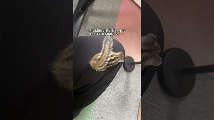 TikTokでいただいたコメントについて！ #シマリス #ペットの暮らし #リス #動物 #ペットのいる暮らし #シマリスのいる生活 #ペット #小動物 #リスのある暮らし #リスのいる生活