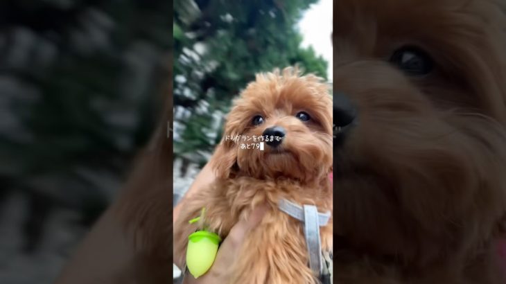 【日常ペットVLOG】今日は家でまったりゴロゴロ🏠　ルアナは窓の外を見ながら日向ぼっこしてました☀️