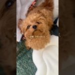 【日常ペットVLOG】ルアナのおもちゃ片付けたら…1分後にまた散らかってた😂