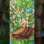 Where My Pet Came From? | Part 206 | 🌿🪾🫒🍋