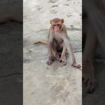 #animallovers #pets #petlovers #petlover #pet #new #shortsviral #shortvideo #shortsfeed #shortsvideo