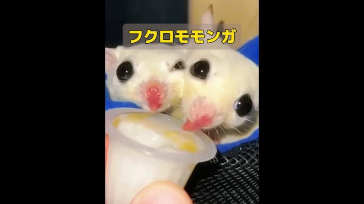 ある女性が、とてもかわいい小さな赤いペットを飼い、育ててみたら、別の生き物に変身しました！ #動物 #特有種 #animals #アニマル発見隊