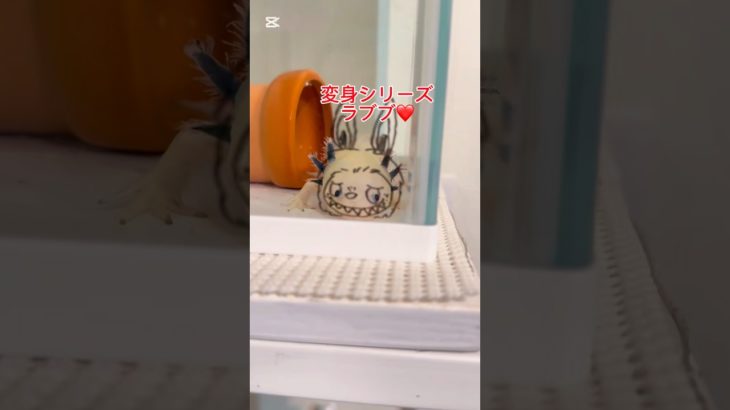 変身シリーズ『ラブブ』#ウーパールーパー#ウーパールーパーのいる暮らし#axolotl#変身シリーズ#ペット動画#落書き#イラスト#ほっこり#ラブブ#labubu