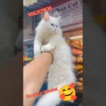 blue#shorts💥💥top#quality#kitten 9082109838# shorts#viral #trending#cat #cute #catlover#funnycat.