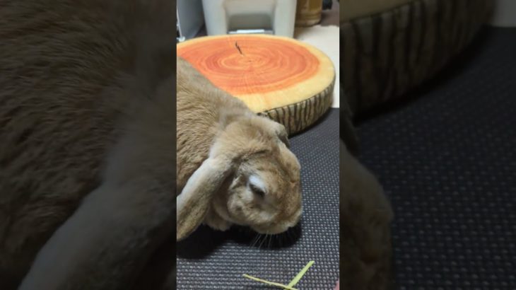 まだまだ元気で若い男の子#うさぎ#うさぎのいる暮らし #ペットのいる暮らし#bunny#rabbit