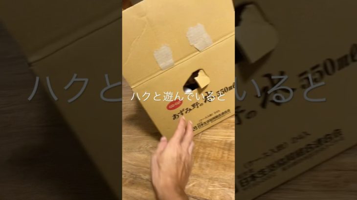 ハクと段ボール📦#猫のいる暮らし #猫　#cat #ねこ　#ペット