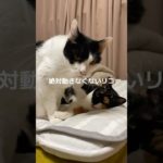 仲良しなんだ❤️#おかぴたん#ねこ#いぬ#ペット#動物#好き#大好き#ハチワレ#保護犬#保護猫#ペット#cat #子猫#仔猫#黒猫#三毛猫#心肥大#シニア猫#乳腺腫#フォローしてね#感動#癒し#動物