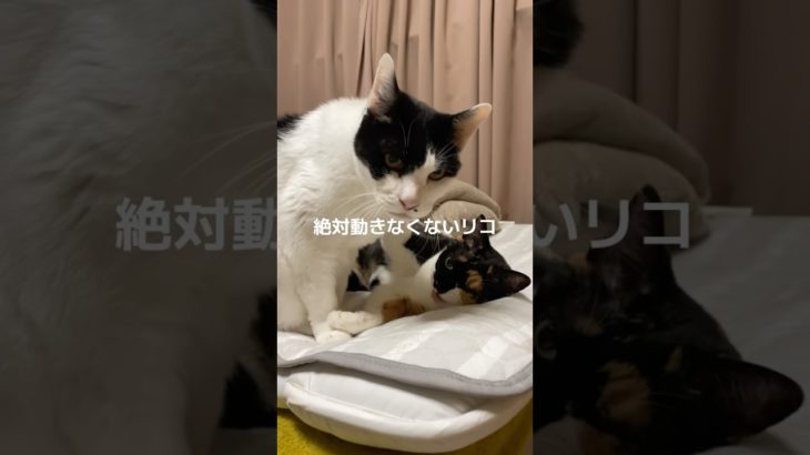 仲良しなんだ❤️#おかぴたん#ねこ#いぬ#ペット#動物#好き#大好き#ハチワレ#保護犬#保護猫#ペット#cat #子猫#仔猫#黒猫#三毛猫#心肥大#シニア猫#乳腺腫#フォローしてね#感動#癒し#動物