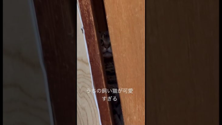 うちの飼い猫が可愛すぎる😍#ペット #猫 #cat